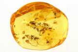 Fossil Gnat Swarm, Spider, and Fly in Baltic Amber #275345-2